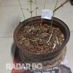 Polícia Civil apreende pés de maconha e prende traficante em São Pedro do Iguaçu