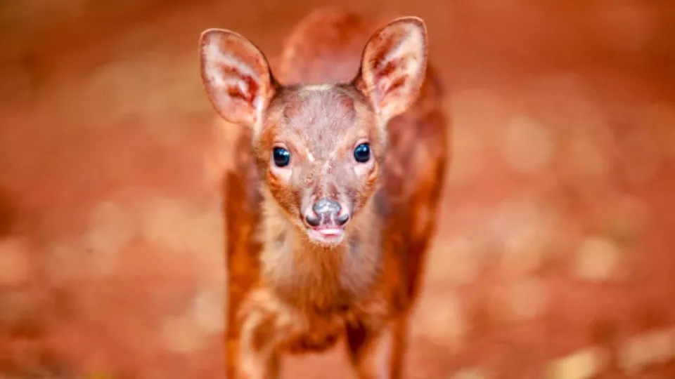 Cascavel escolhe “Tauã” como nome para novo veado-bororó do Zoológico