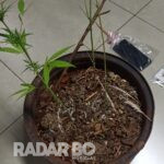 Polícia Civil apreende pés de maconha e prende traficante em São Pedro do Iguaçu