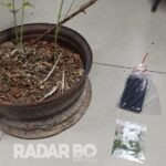 Polícia Civil apreende pés de maconha e prende traficante em São Pedro do Iguaçu