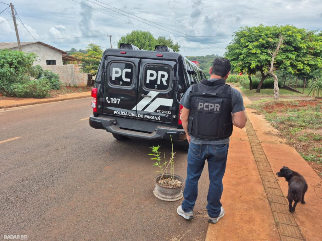 Polícia Civil apreende pés de maconha e prende traficante em São Pedro do Iguaçu