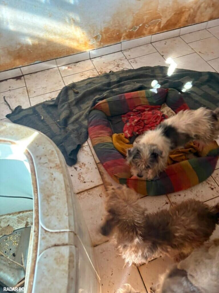 Animas em situação de maus-tratos são resgatados em residência de Marechal